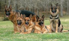 肉犬有哪些品種，肉犬養(yǎng)殖和管理有哪些要求