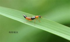隱翅蟲怎么預(yù)防才好，被隱翅蟲咬了怎么辦？