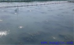 怎樣為魚塘增加氧氣，給魚塘增氧有幾種方法？