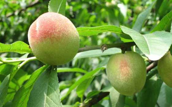 桃樹(shù)繁殖
