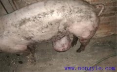 育肥豬拉黑稀是什么原因，如何預(yù)防與治療？