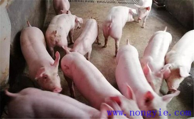 育肥豬出欄的標(biāo)準是什么