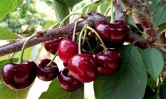 櫻桃種植方法、時間與技術(shù)要點