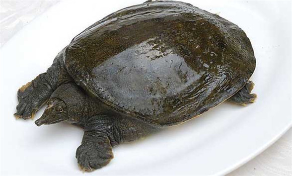 常見甲魚疾病有哪些，甲魚病病防治的方法
