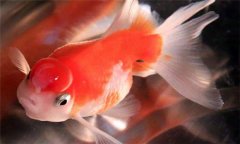 珍珠魚好養(yǎng)嗎?珍珠魚怎么養(yǎng)、怎么繁殖