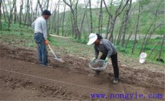 當歸栽培方法，當歸怎么種植才能高產(chǎn)？
