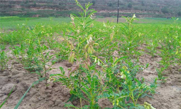 黃芪栽培管理技術(shù)要點(diǎn)