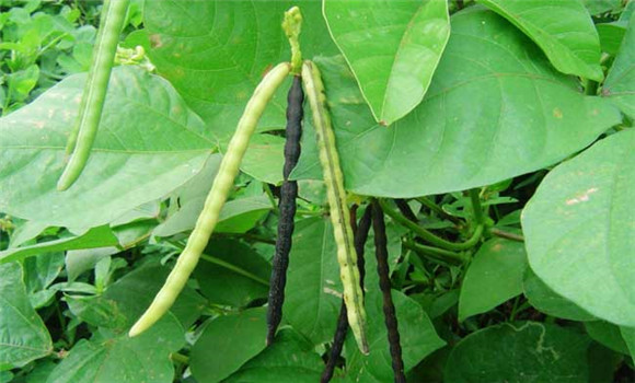 綠豆什么時(shí)間種植？