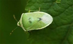 稻綠蝽怎么防治，稻綠蝽發(fā)生規(guī)律是什么？