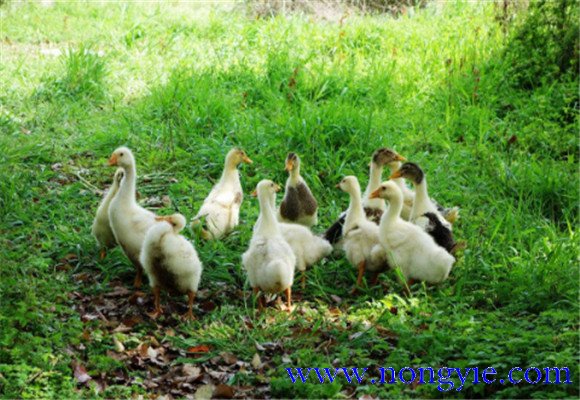 如何飼養(yǎng)鵝，鵝的飼養(yǎng)管理需注意事項