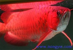 紅龍魚價格多少錢一條，紅龍魚如何飼養(yǎng)與管理
