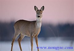 狍子是幾級保護(hù)動物，狍子為什么傻