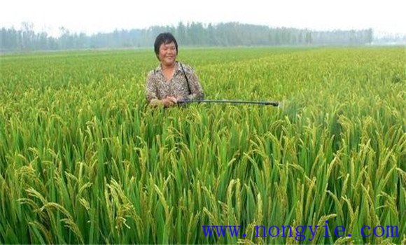 加強病蟲害綜合防治，確保青稈黃熟