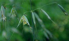 燕麥種植時間，燕麥?zhǔn)裁磿r間種植