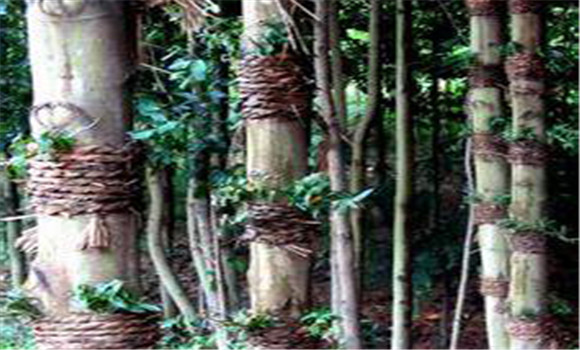 仿野生鐵皮石斛如何種植，鐵皮石斛的種植技術(shù)