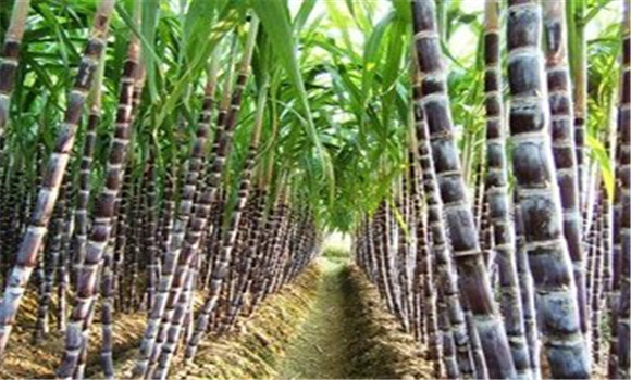 果蔗種植技術(shù)