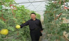 西瓜、甜瓜旱塘高壟栽培技術(shù)
