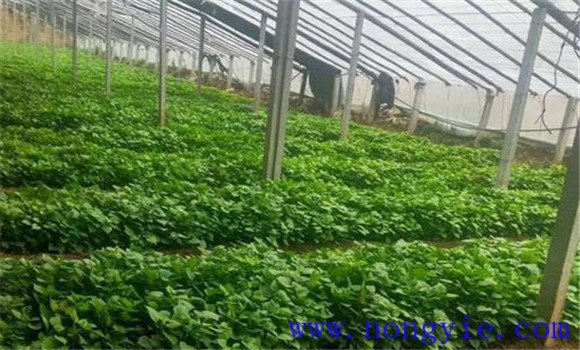 甘薯育苗栽培技術要點