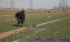 小麥冬灌時(shí)間是什么時(shí)候？小麥澆冬水的作用
