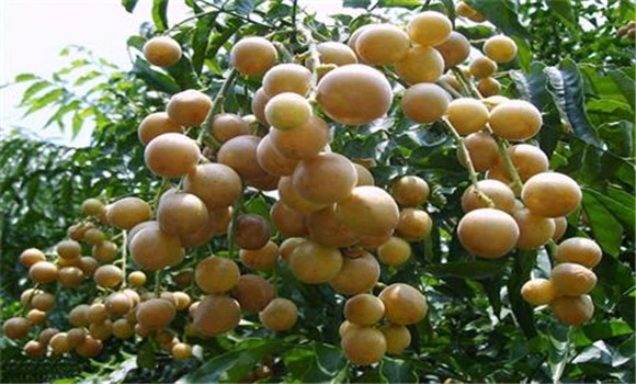 黃皮病蟲(chóng)害的防治