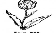 郁金香如何養(yǎng)殖，郁金香的養(yǎng)殖方法