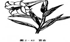 百合花怎么養(yǎng)，百合的產(chǎn)地、習性與養(yǎng)殖