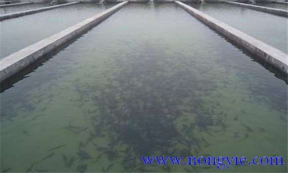 羅非魚(yú)苗怎么養(yǎng)