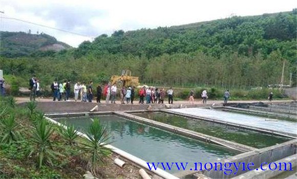 羅非魚(yú)苗種的培育方式