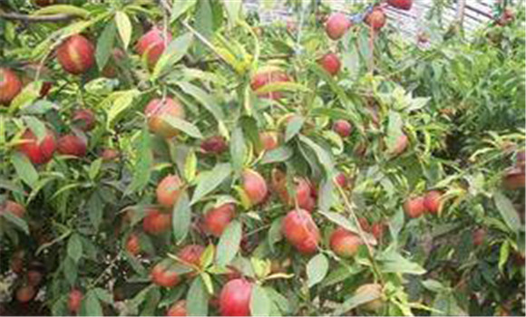 大棚種植桃樹(shù)怎么管理？