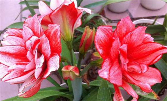 盆栽朱頂紅怎么養(yǎng)？