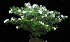 盆栽梔子花的養(yǎng)殖方法，梔子花的養(yǎng)殖方法要點