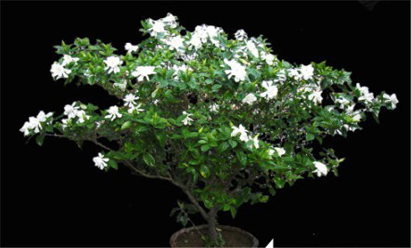 盆栽梔子花的養(yǎng)殖方法，梔子花的養(yǎng)殖方法要點