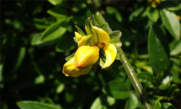 迎春花的養(yǎng)殖方法，迎春花的養(yǎng)殖技術(shù)要點(diǎn)