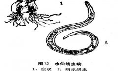 如何防治水仙線蟲??？