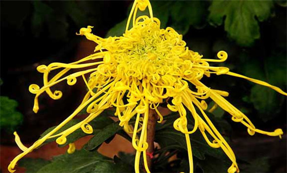 盆栽菊花怎么養(yǎng)才好？