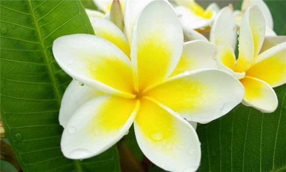盆栽雞蛋花怎么養(yǎng)？