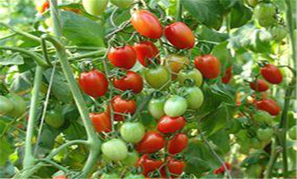 溫室種植櫻桃番茄怎么增產(chǎn)？