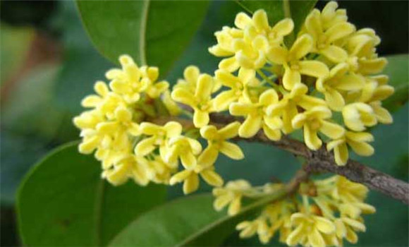 四季桂什么時(shí)候開(kāi)花？