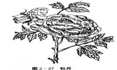 牡丹花的種植方法，如何種植牡丹花