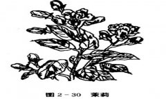 茉莉花種植技術(shù)，如何種植茉莉花