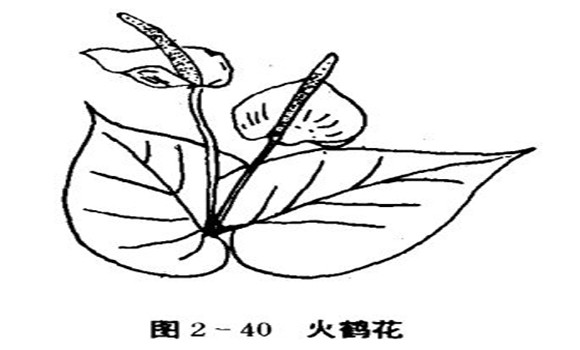 火鶴花怎么養(yǎng)，怎么養(yǎng)火鶴花效果好