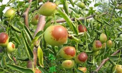 冬棗樹種植方法，冬棗種植栽培的技術(shù)要點