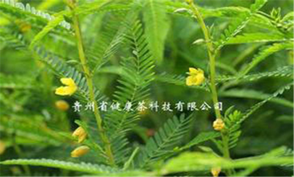 扁豆草栽培技術(shù)，它有何生長(zhǎng)習(xí)性