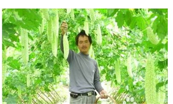 如何種植苦瓜，苦瓜種植方法技巧