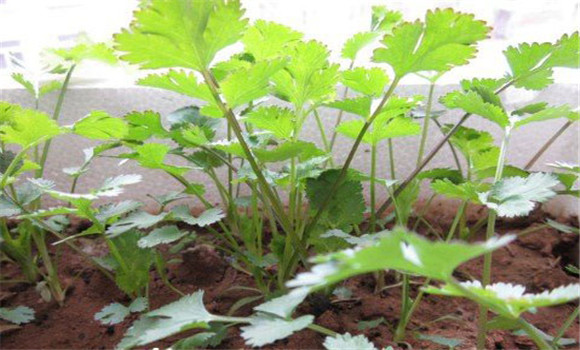 陽(yáng)臺(tái)香菜的種植方法，陽(yáng)臺(tái)香菜怎么種