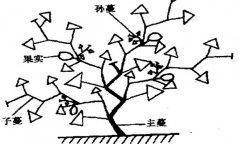 大、中棚香瓜的整枝方法