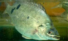 石斑魚是淡水魚嗎？石斑魚有哪些種類？