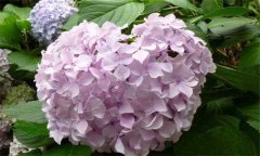 盆栽繡球花怎么養(yǎng)？盆栽繡球花的養(yǎng)殖方法