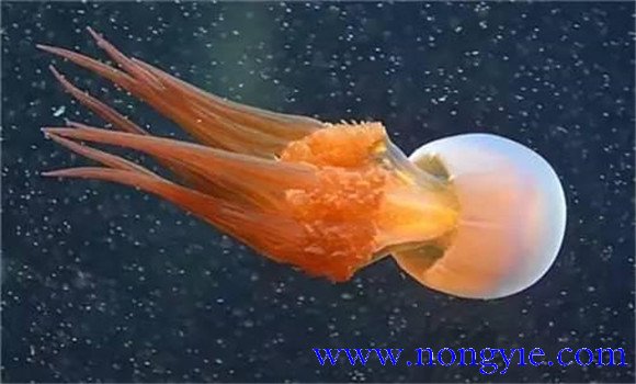 海蜇是水母嗎？