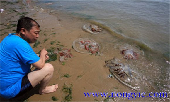 海蜇能蜇死人嗎，如何預(yù)防被蜇傷